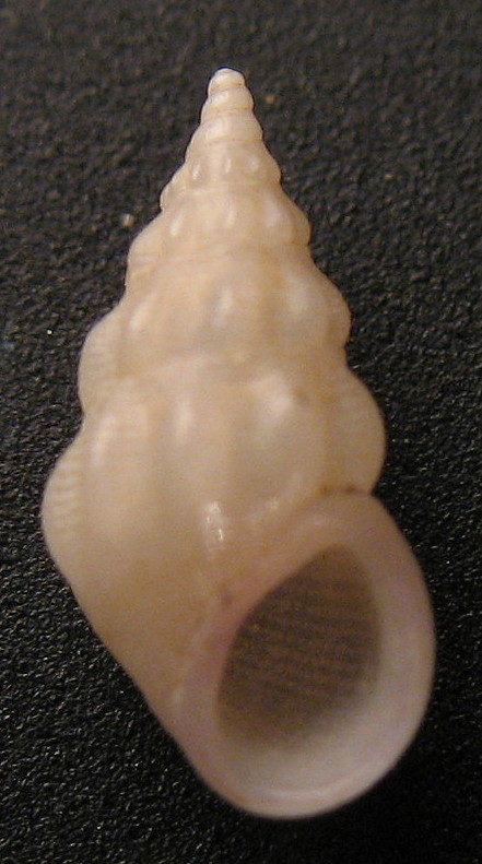 Rissoa variabilis